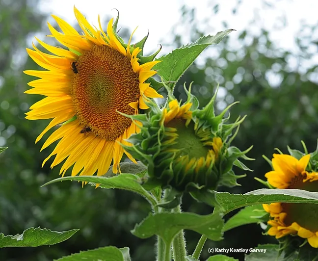Sunflowers grow as high as an elephant's eye at the California State Fair. (Photo by Kathy Keatley Garvey