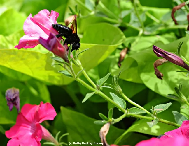 A female Valley carpenter bee working a petunia. (Photo by Kathy Keatley Garvey)