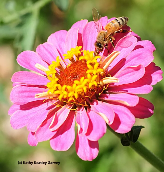 Up and over the top. (Photo by Kathy Keatley Garvey)