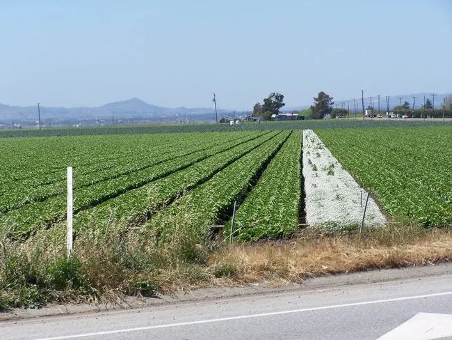 salinas lettuce fields UCD Hanson