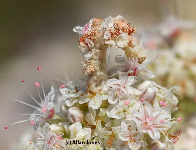 Larva of an emerald moth, Synchlora, disguised in florets. (Photo by Allan Jones)