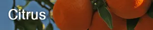 Citrus
