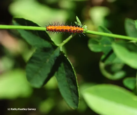 A Gulf Fritillary caterpillar ready to eat the leaves of a passionflower vine. (Photo by Kathy Keatley Garvey)