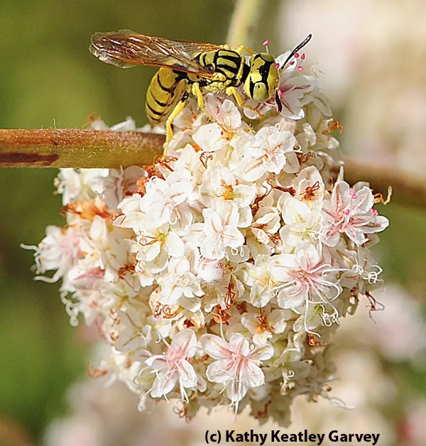 Beewolf maneuvering around the buckwheat. (Photo by Kathy Keatley Garvey)