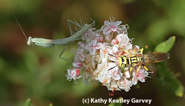 Beewolf lands on the same flower occupied by a hungry praying mantis. The wasp quickly left. (Photo by Kathy Keatley Garvey)