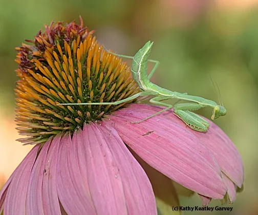 Praying mantis waits and waits. (Photo by Kathy Keatley Garvey)