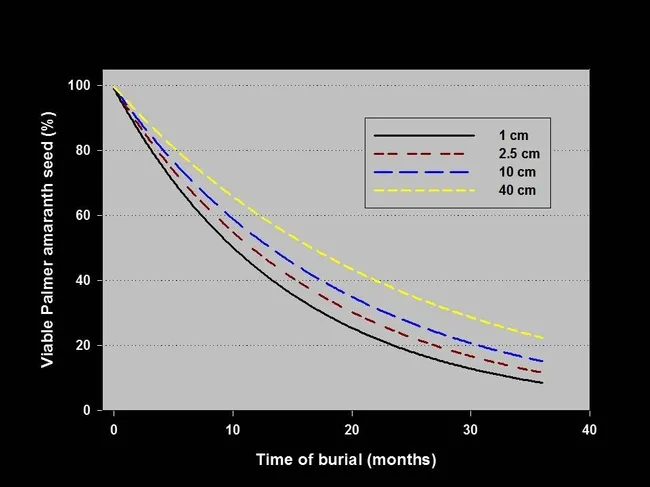 Effects of burial on Palmer seed Sosnoskie UCD