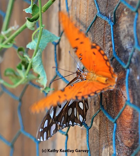 A suitor approaches the female. (Photo by Kathy Keatley Garvey)