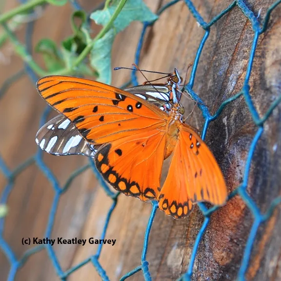 Almost engaged. (Photo by Kathy Keatley Garvey)