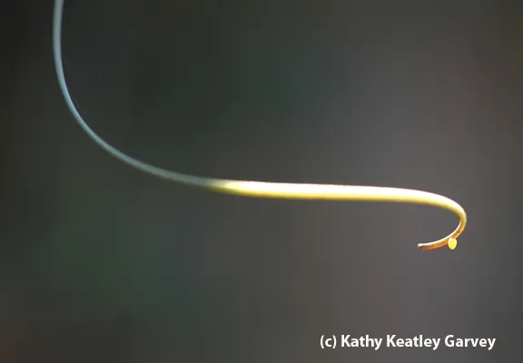 Tiny Gulf Fritillary butterfly egg at end of a tendril on a passionflower vine. (Photo by Kathy Keatley Garvey)