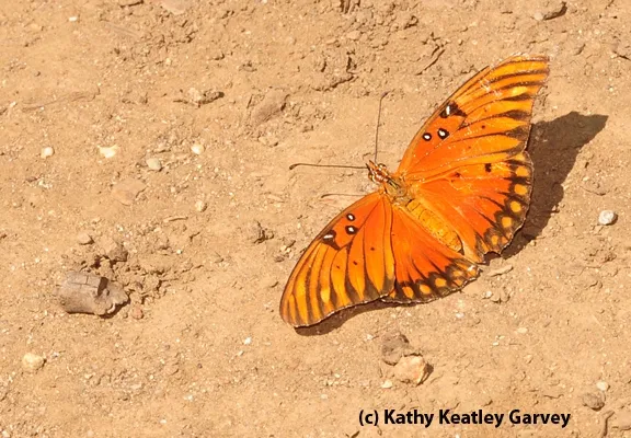 An adult Gulf Fritillary. (Photo by Kathy Keatley Garvey)