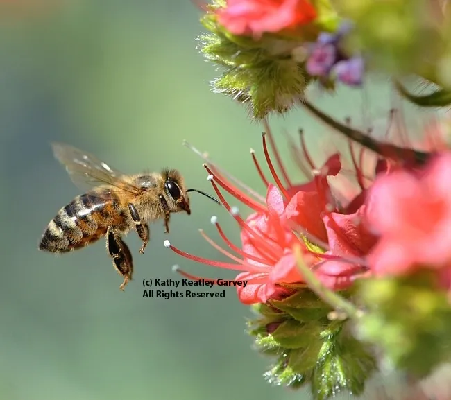 Honey bee heading toward tower of jewels, Echium wildpretii. (Photo by Kathy Keatley Garvey)