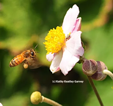 Honey bee in flight, heading toward a Japanese anemone and unaware of the jumping spider. (Photo by Kathy Keatley Garvey)
