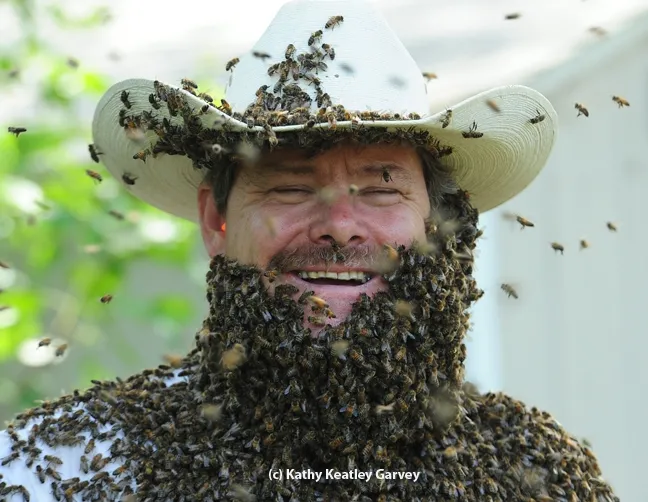 Wilton beekeeper Brian Fishback wearing a bee beard at the Harry H. Laidlaw Jr. Honey Bee Research Facility, UC Davis. This photo appeared in Kari-Lynn Winters' book, Buzz About Bees. (Photo by Kathy Keatley Garvey)