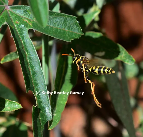 A European paper wasp on the hunt. (Photo by Kathy Keatley Garvey)
