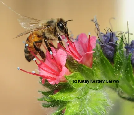 This honey bee narrowly missed being a target of the spider. It is nectaring on a tower of jewels, Echium wildpretii. (Photo by Kathy Keatley Garvey)