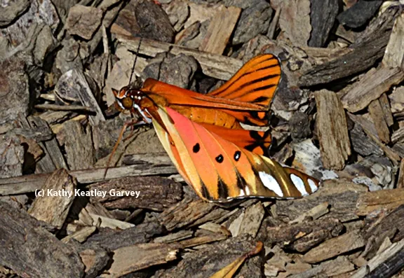 Newly emerged Gulf Fritillary butterfly, fresh from its chrysalis, lands on a bed of wood chips. (Photo by Kathy Keatley Garvey)