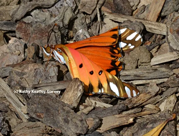 Gulf Fritillary starts to stir. (Photo by Kathy Keatley Garvey)
