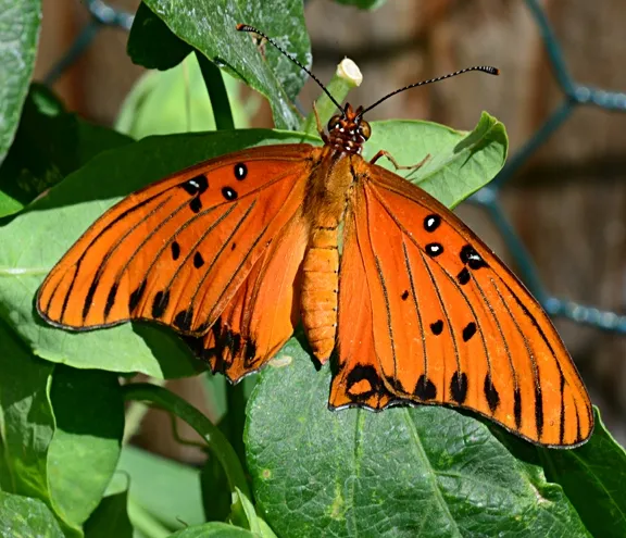 One last spread of the wings, and it's off. It's a male. (Photo by Kathy Keatley Garvey)