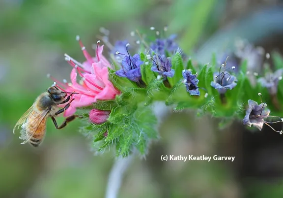 Pastel colors, almost like a watercolor. (Photo by Kathy Keatley Garvey)