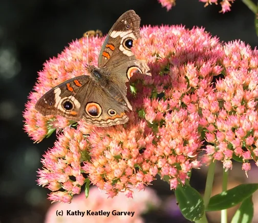 Buckeye butterfly on sedum. Note the missing chunks of its wings. (Photo by Kathy Keatley Garvey)