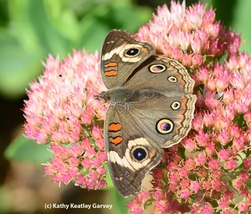 Buckeye on sedum. (Photo by Kathy Keatley Garvey)