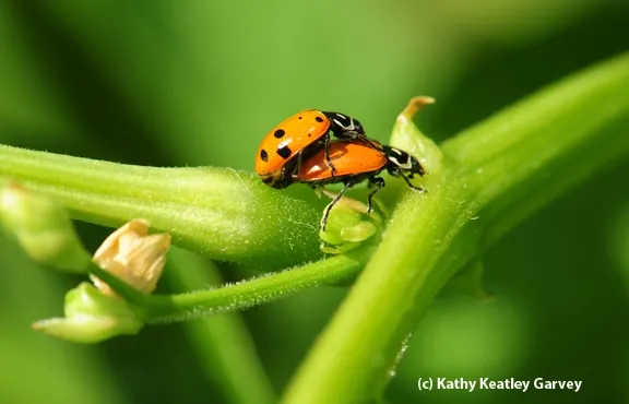 Love in the bean field at the UC Dry Bean Field Day. (Photo by Kathy Keatley Garvey)
