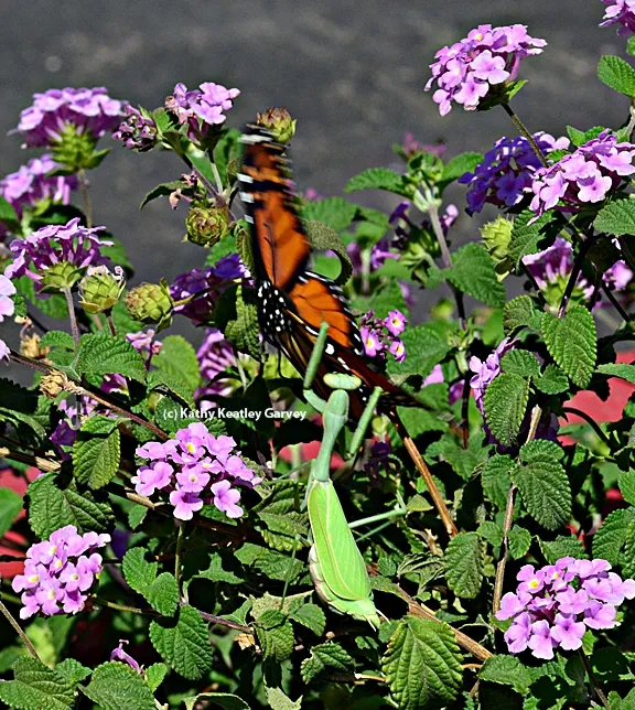 A praying mantis leaps at a fluttering butterfly. (Photo by Kathy Keatley Garvey)