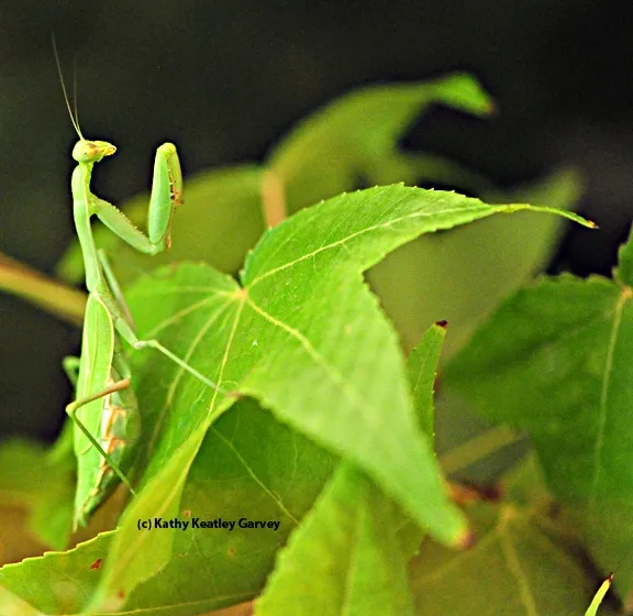 The praying mantis, quite camouflaged. (Photo by Kathy Keatley Garvey