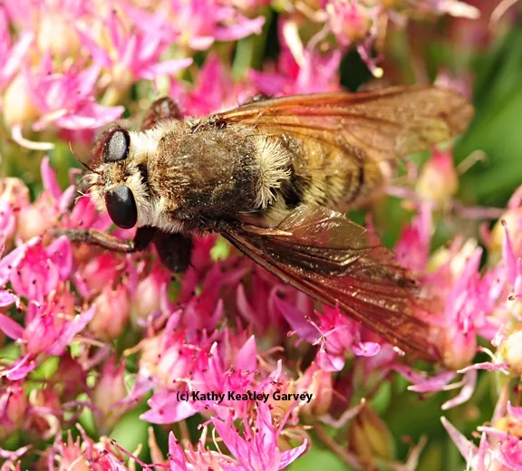 Bird's eye view of a robber fly. (Photo by Kathy Keatley Garvey