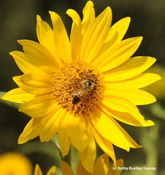 A single honey bee on a sunflower. (Photo by Kathy Keatley Garvey)