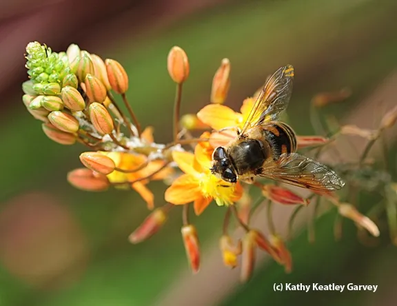 Sunlight glittering on a drone fly. (Photo by Kathy Keatley Garvey)