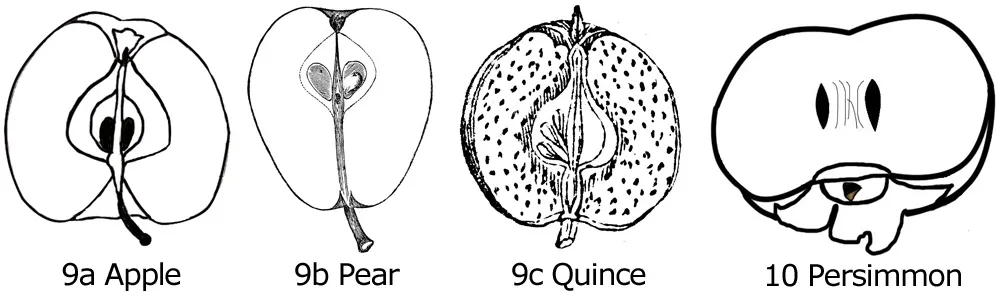 Figure 9. Longitudinal sections of apple (a), pear (b), and quince (c) fruit. Figure 10. Longitudinal sections of persimmon (a).
