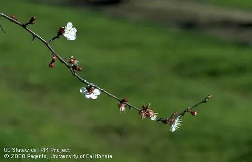 Apricot cv. Blenheim. Shoot almost full bloom. photo by Jack K. Clark, UC IPM Program