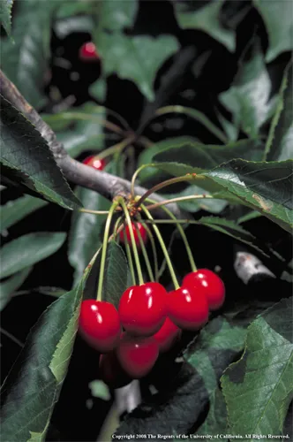 Cherries, ready to pick. photo by Jack K. Clark, UC IPM Program