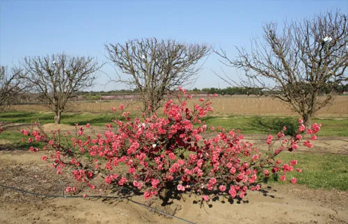 Dwarf peach, Wolkskill Experimental Orchard. photo by Ted DeJong
