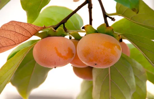 Persimmon, cv. Fuyu. photographer anon., Fotolia image