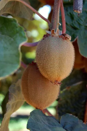 Kiwifruit growing at Kearney Agricultural Center. University of California