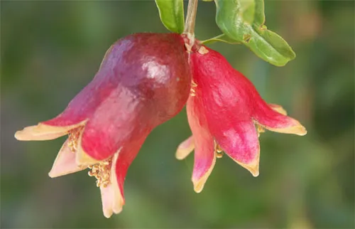 Pomegranate developing fruit, cv. Parafianka. photo by Jeff Moersfelder, Nat'l Clonal Germplasm Repository