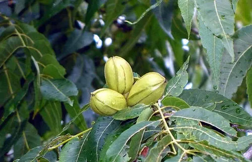Pecans in a Texas orchard. photo by Vaness Meyers