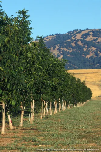 Walnut orchard. photo by Jack K. Clark, IPM Program