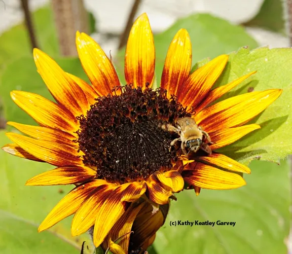 Hi, nice to meet you! (Photo by Kathy Keatley Garvey