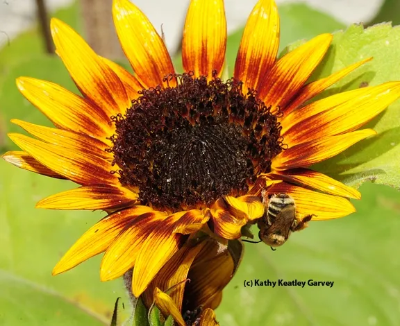 Time to leave! (Photo by Kathy Keatley Garvey)