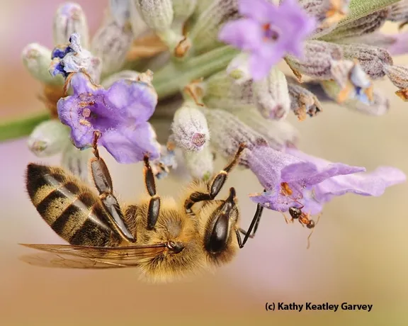 A bee and an ant; they're more closely related than they are to most wasps. (Photo by Kathy Keatley Garvey)
