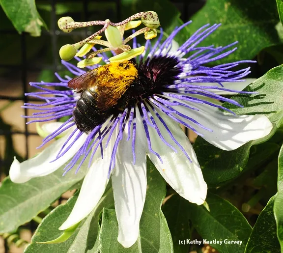 Note the golden pollen on the Valley carpenter bee. (Photo by Kathy Keatley Garvey)