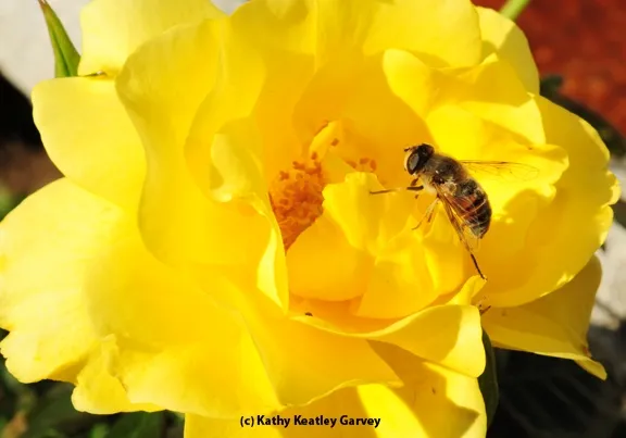 A drone fly prepares for its descent. (Photo by Kathy Keatley Garvey)
