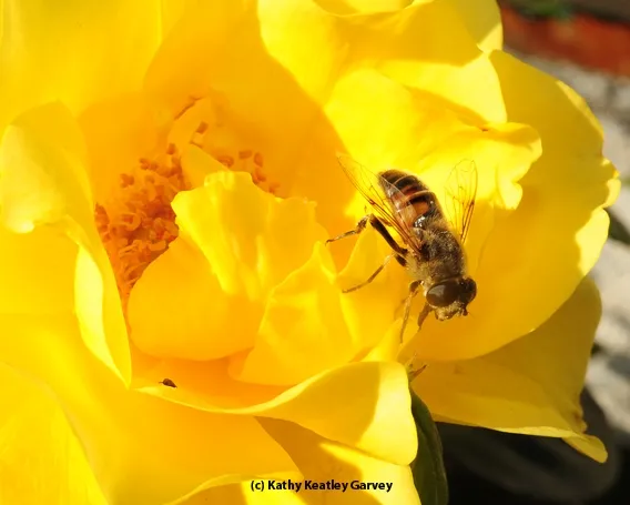 Heading out, a drone fly pauses before take-off.
