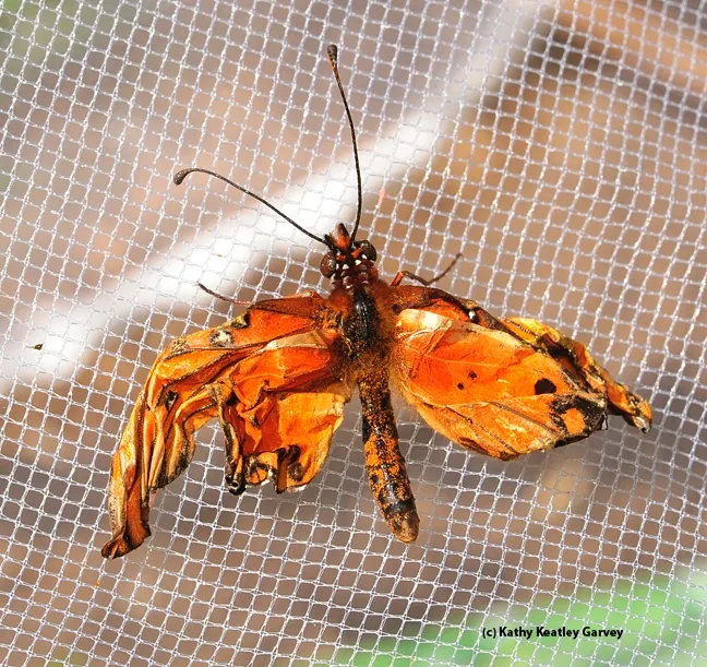 crippled Gulf Fritillary butterfly. (Photo by Kathy Keatley Garvey)