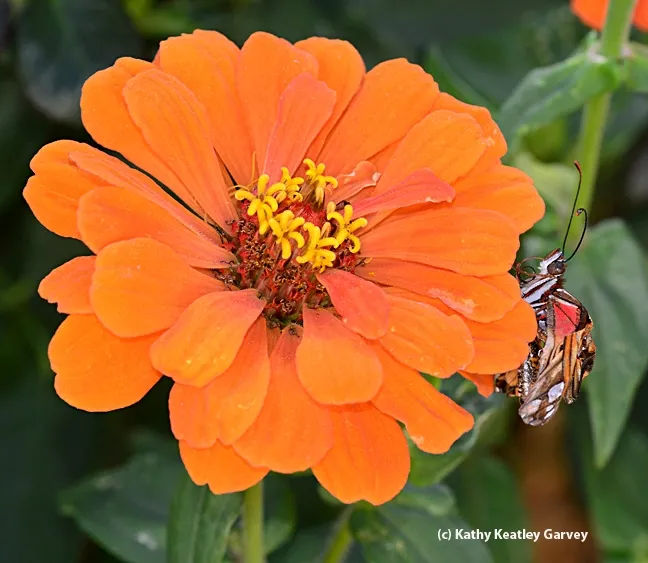 We placed the crippled Gulf Fritillary on a zinnia. (Photo by Kathy Keatley Garvey)