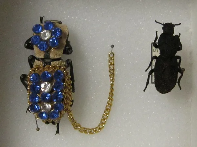 This bedazzled beetle was worn as a living brooch and originated from Mexico.